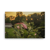 About to Bloom - heywheresarthur photograpghy
