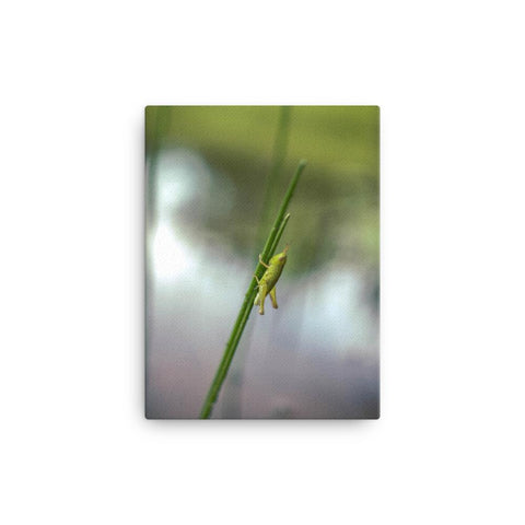 young Grasshopper - heywheresarthur photograpghy
