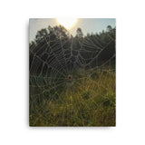 Wall art of Spider web In North Carolina