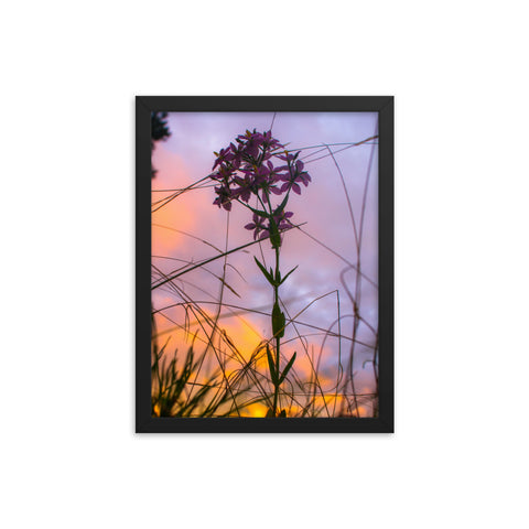 Tripping over beauty (framed)