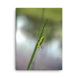 young Grasshopper - heywheresarthur photograpghy